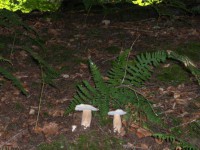 /album/galerie-photos/hpim0827-jpg/